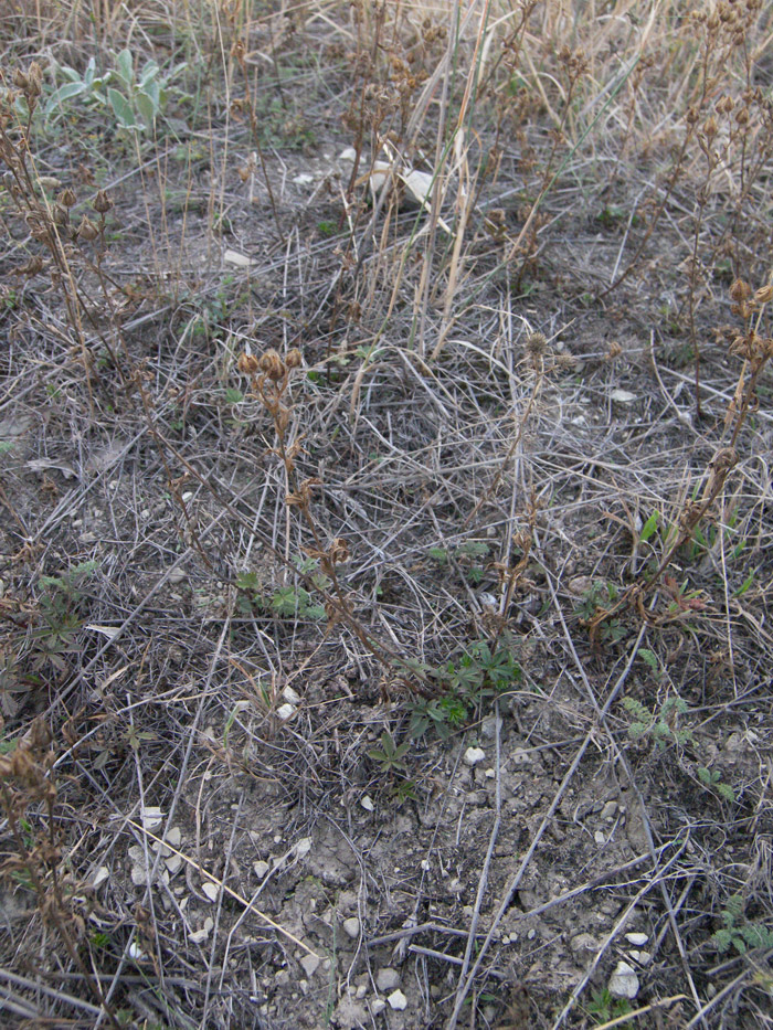 Image of Potentilla adscharica specimen.