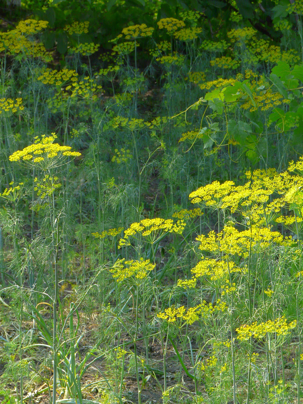 Изображение особи Anethum graveolens.