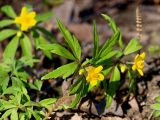 Anemone ranunculoides