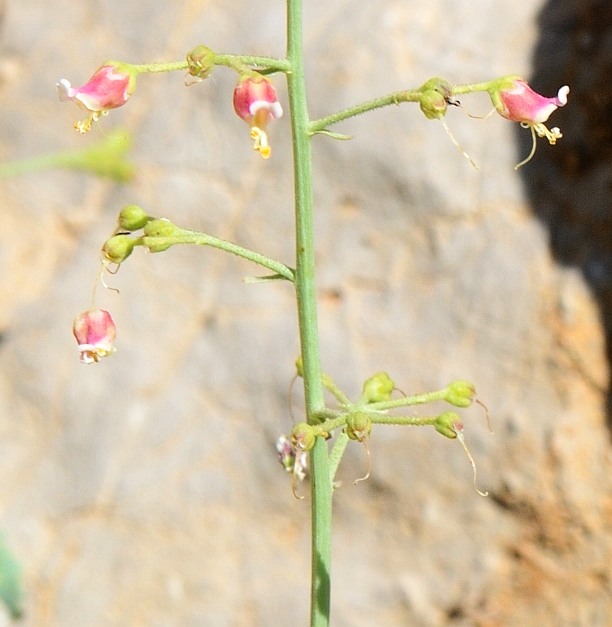 Image of Scrophularia libanotica specimen.
