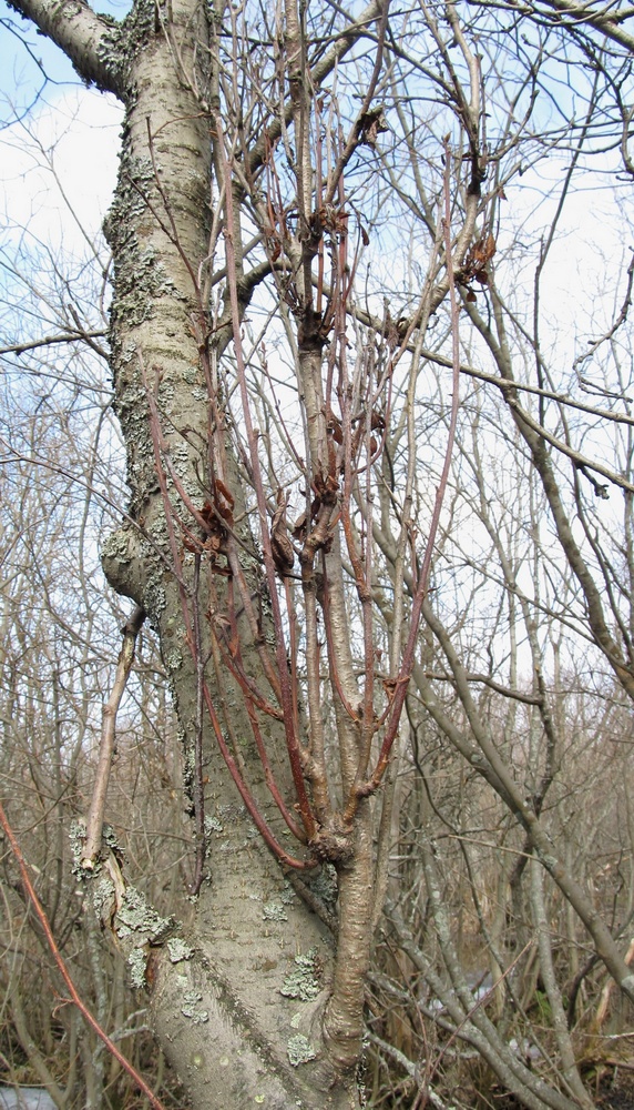 Изображение особи Alnus incana.