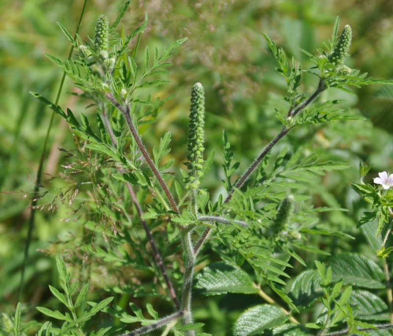 Image of Ambrosia artemisiifolia specimen.