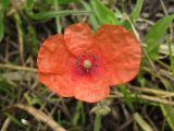 Papaver rhoeas