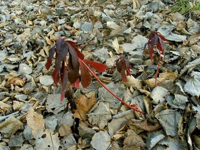 Изображение особи Euphorbia amygdaloides.