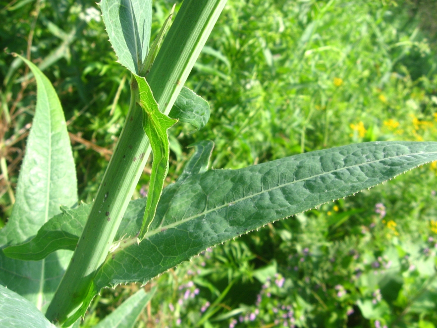 Изображение особи Sonchus palustris.