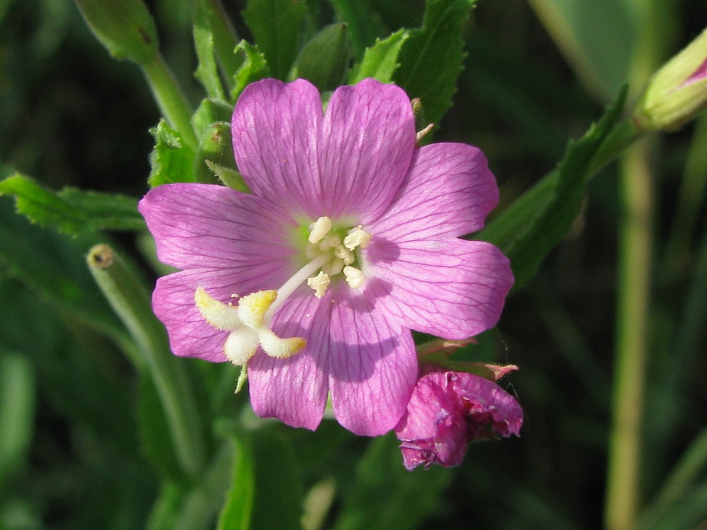 Изображение особи Epilobium hirsutum.