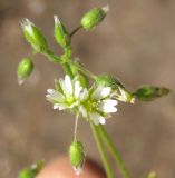 Cerastium semidecandrum