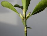 Euonymus japonicus. Часть побега с развивающимися почками (у листьев видна их обратная сторона). Германия, г. Кемпен, у велосипедной дорожки. 22.03.2013.