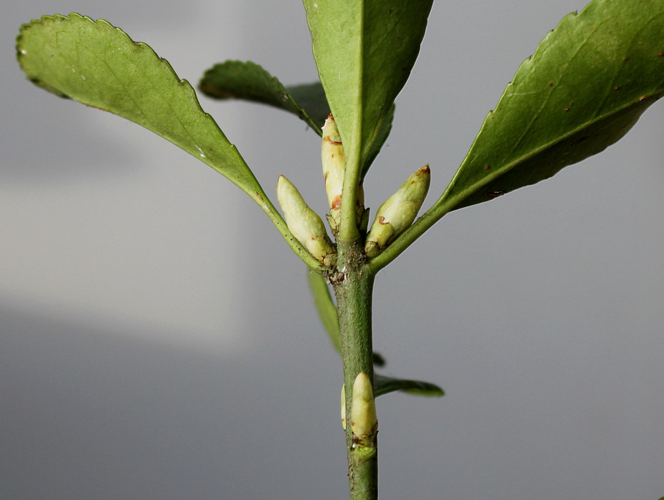 Image of Euonymus japonicus specimen.