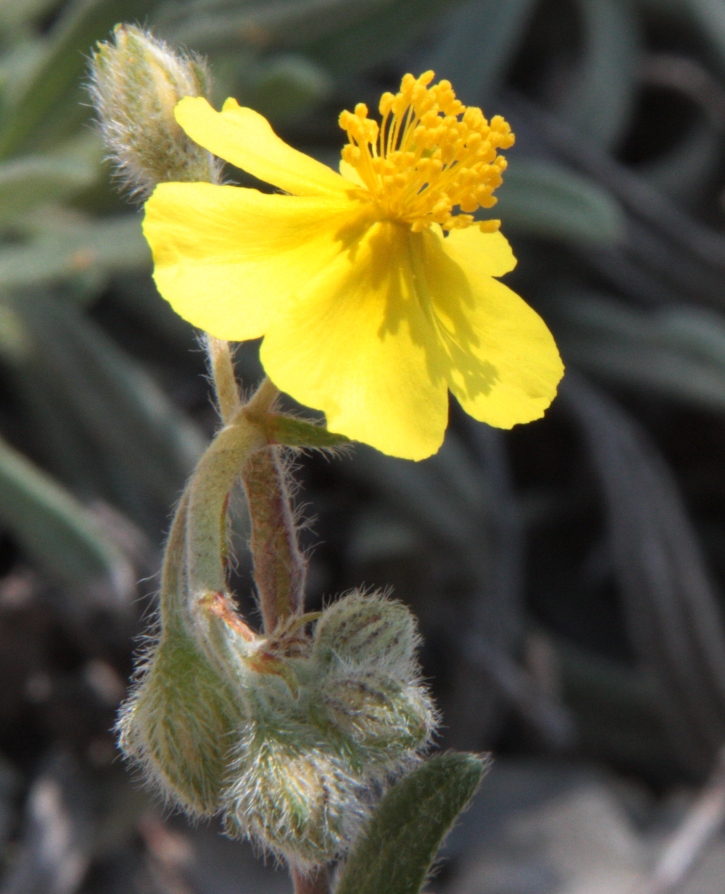 Изображение особи Helianthemum georgicum.