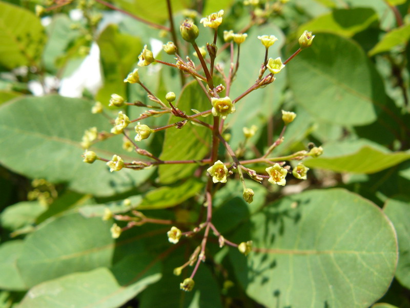 Image of Cotinus coggygria specimen.