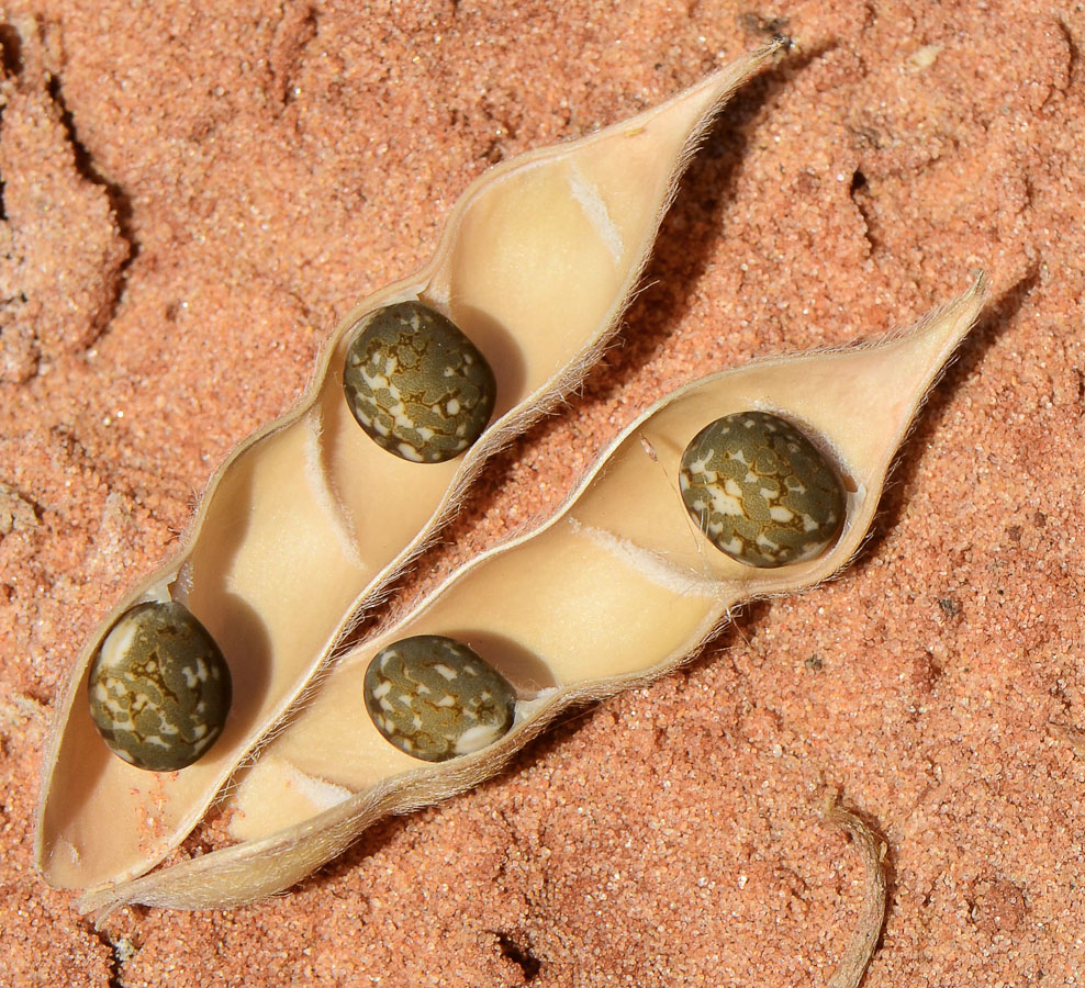 Image of Lupinus angustifolius specimen.
