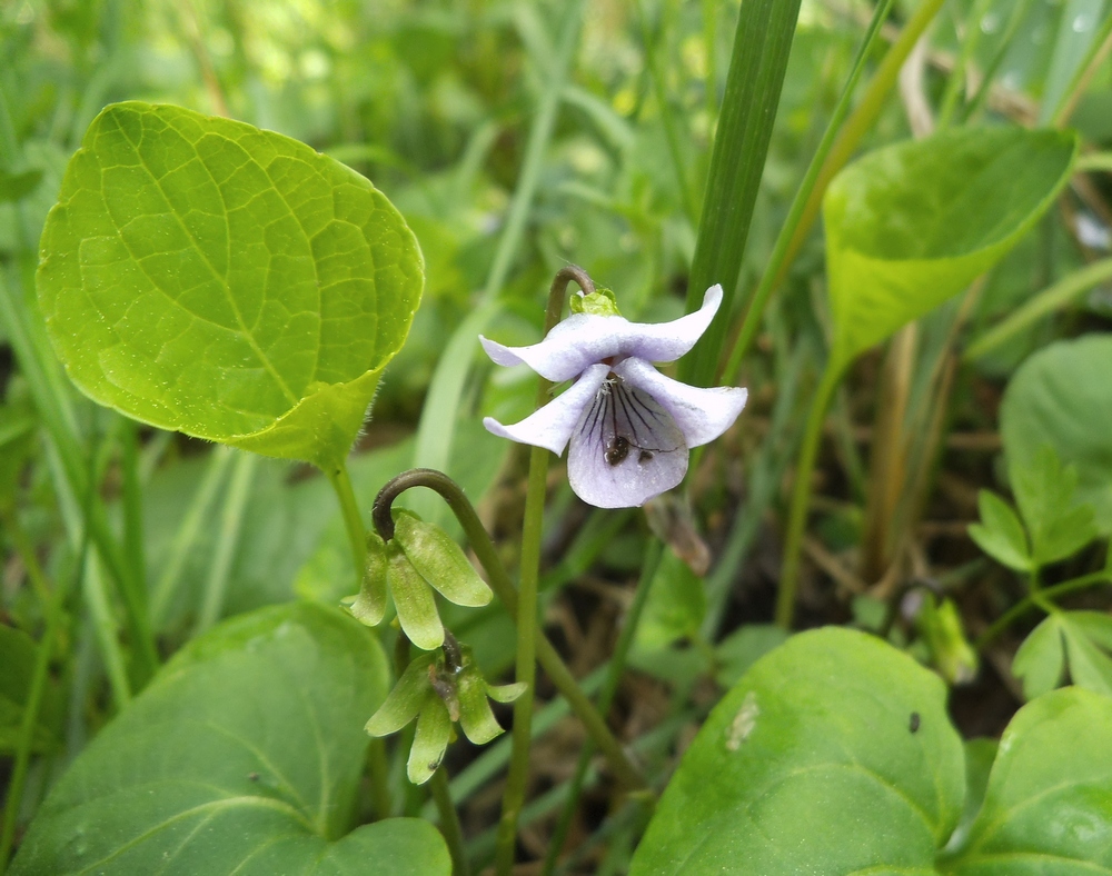 Изображение особи Viola epipsila.