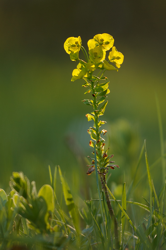 Image of genus Euphorbia specimen.