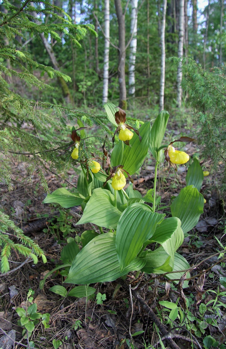 Изображение особи Cypripedium calceolus.