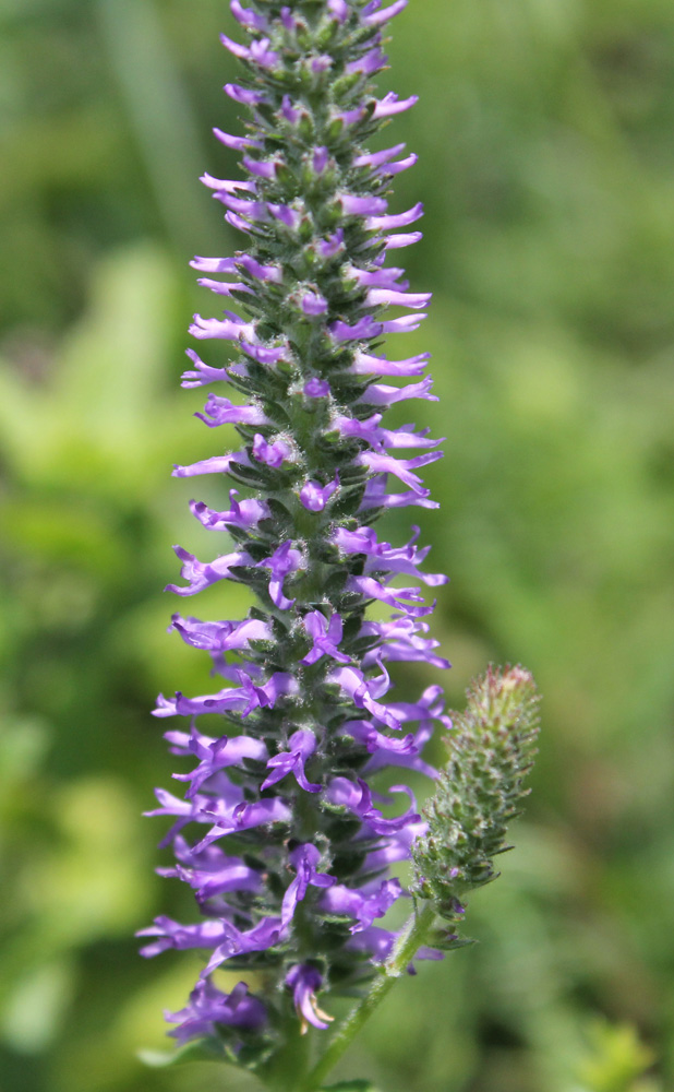 Image of Veronica spicata specimen.