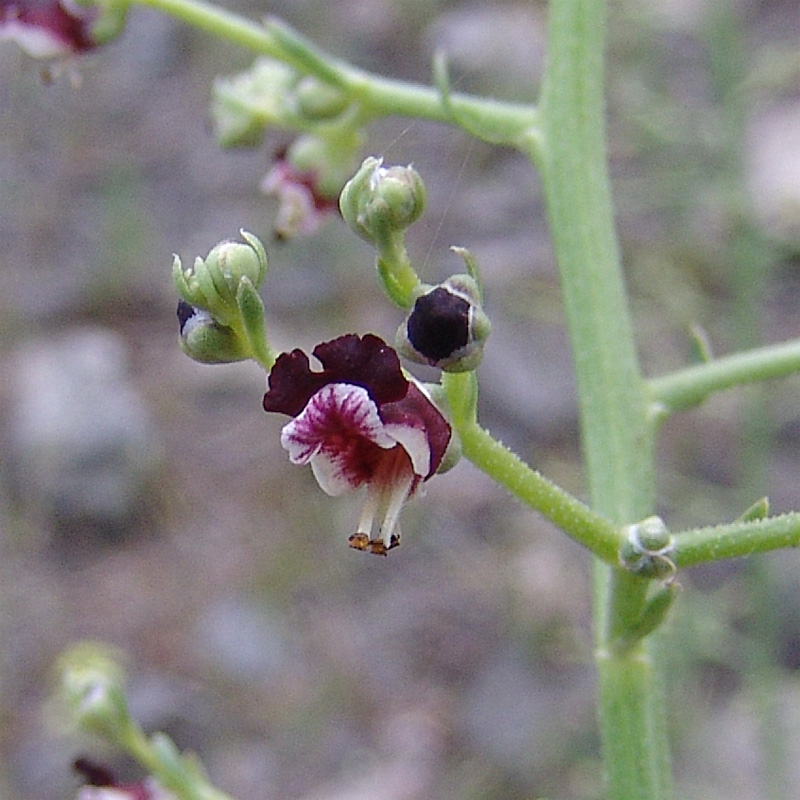 Изображение особи Scrophularia azerbaijanica.