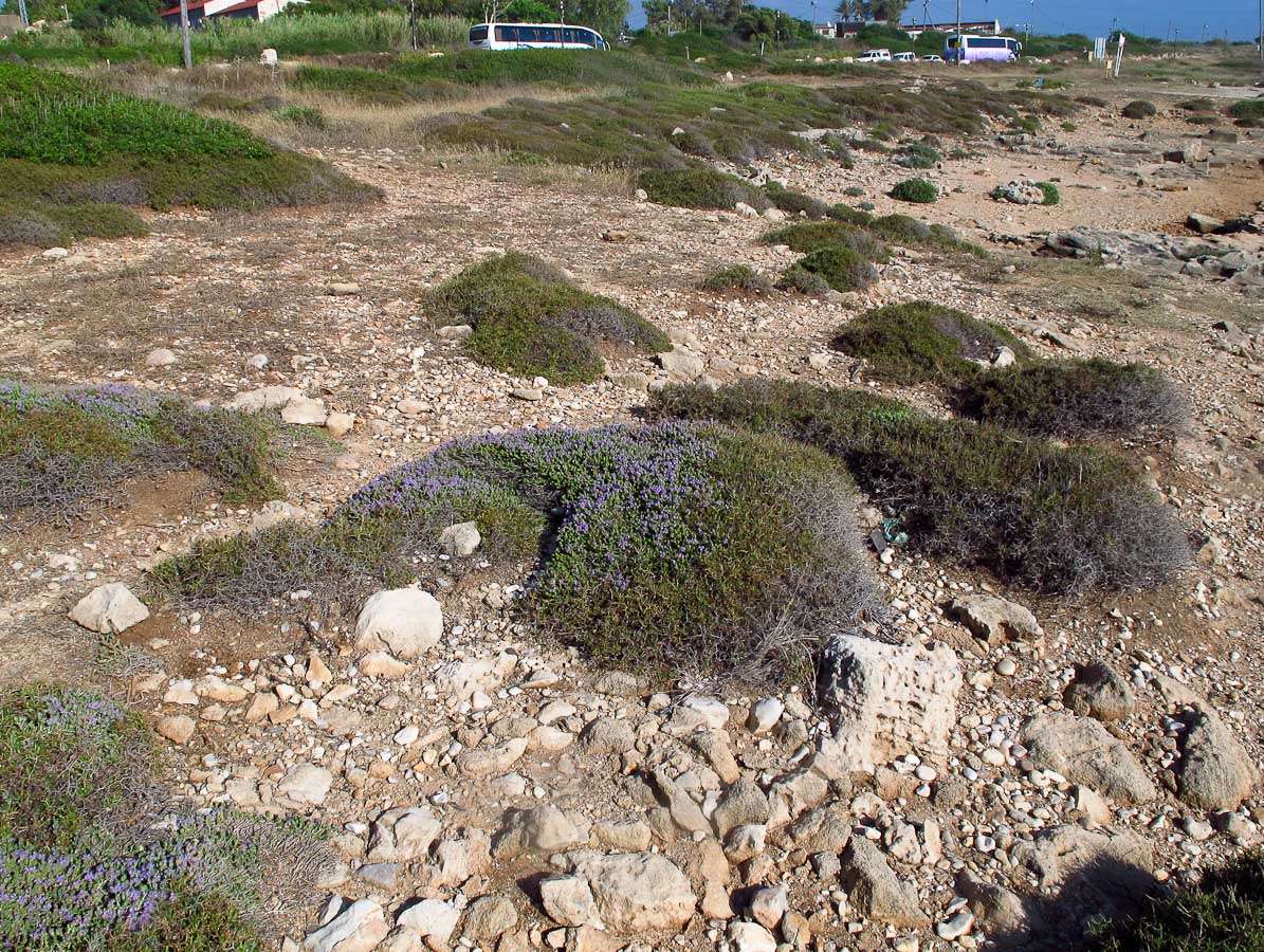 Image of Thymbra capitata specimen.