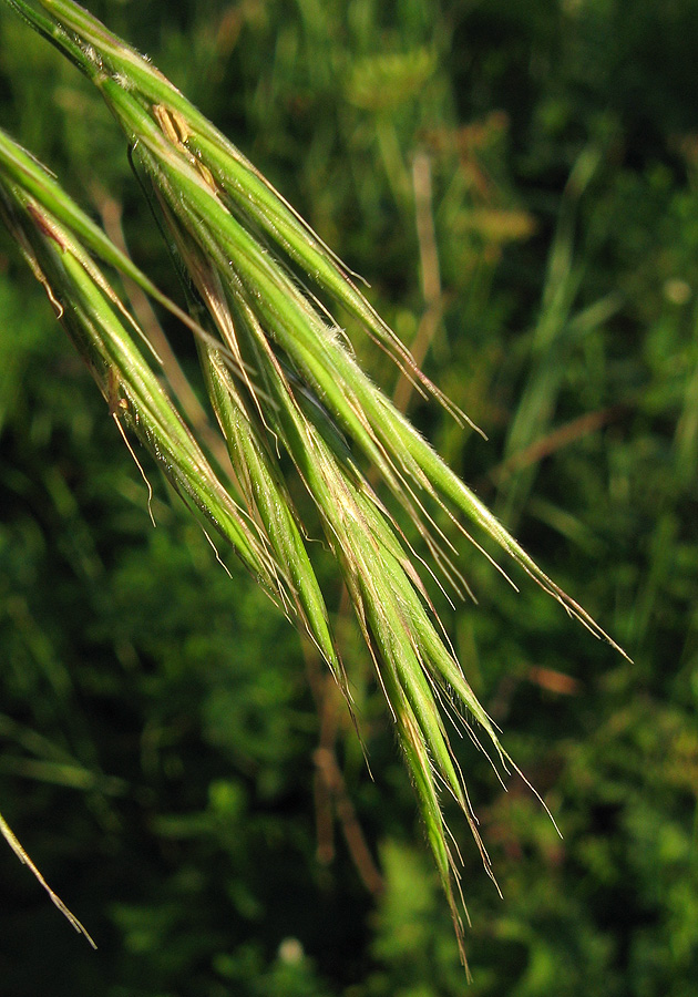 Image of Brachypodium sylvaticum specimen.
