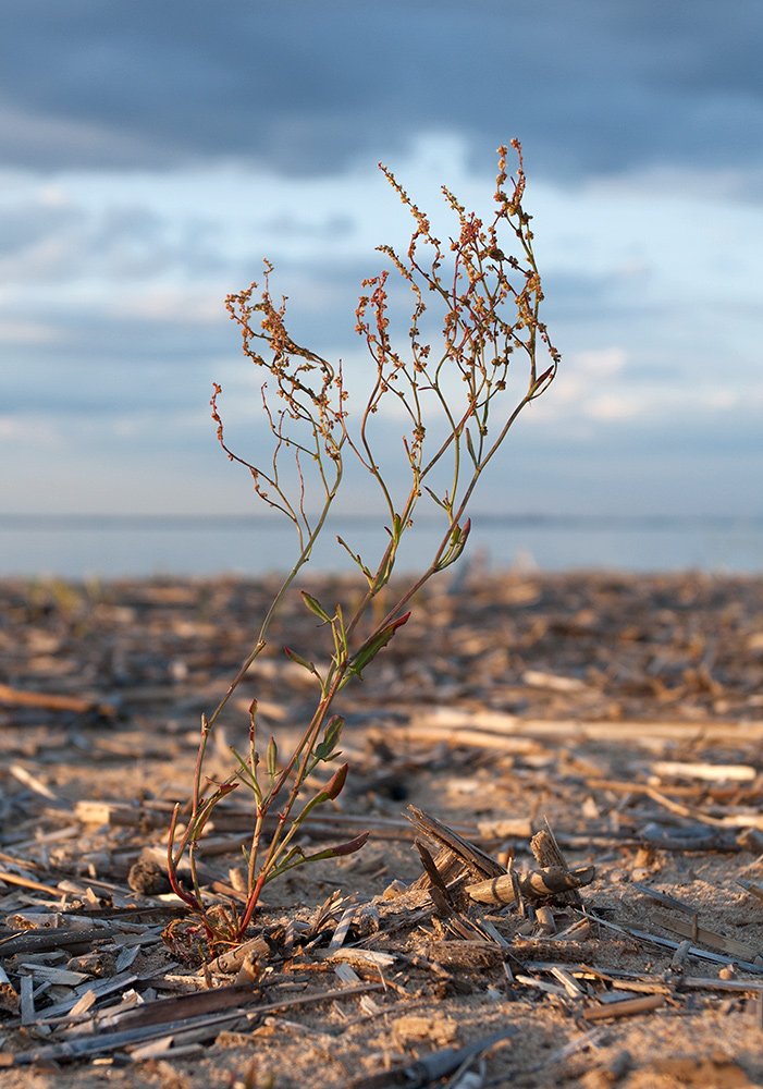 Image of Rumex acetosella specimen.