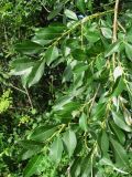 Salix dasyclados × S. cinerea