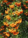 Pyracantha coccinea