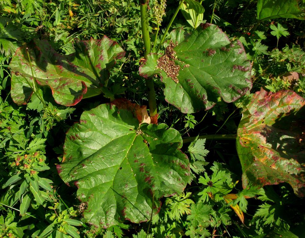 Image of Rheum compactum specimen.