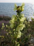 Alcea rugosa