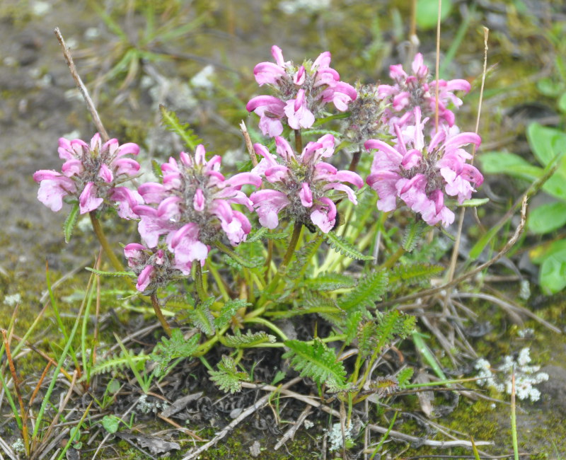 Изображение особи Pedicularis albolabiata.