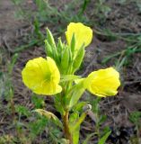 Oenothera rubricaulis