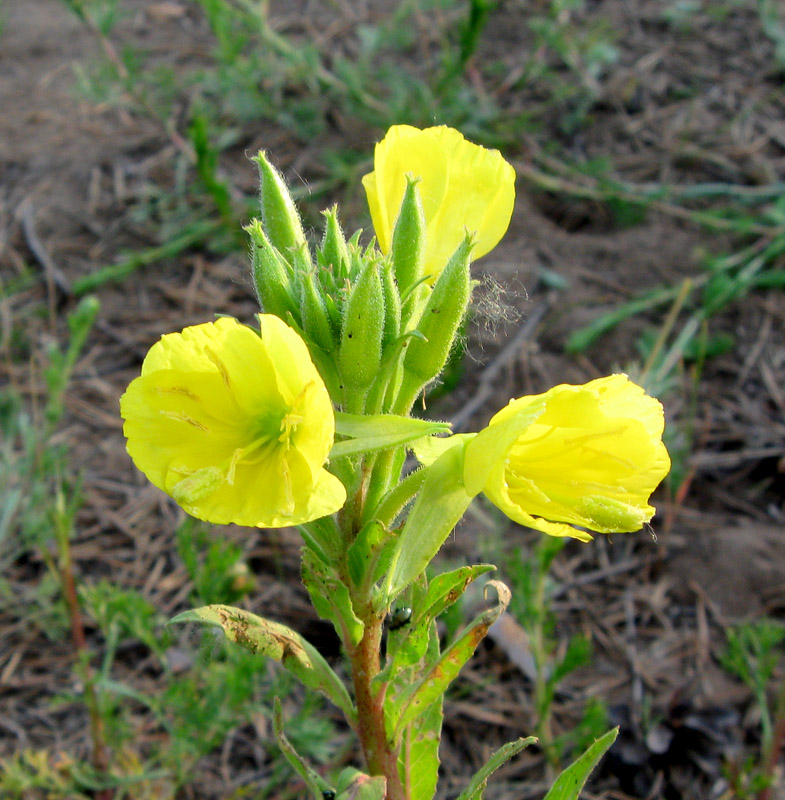 Image of Oenothera rubricaulis specimen.