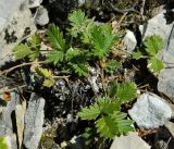 genus Potentilla. Вегетирующее растение. Якутия, Хангаласский улус, национальный природный парк \"Ленские столбы\", каменистая осыпь. Июль 2013 г.