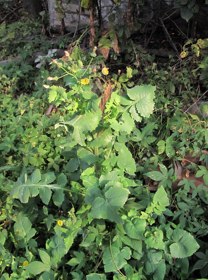 Image of Sonchus oleraceus specimen.