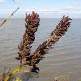 Amorpha fruticosa. Соплодие. Краснодарский край, окр. г. Крымск, берег Варнавинского вдхр. 20.10.2013.