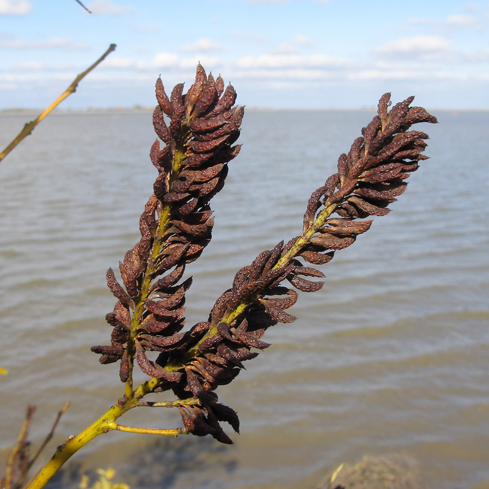 Изображение особи Amorpha fruticosa.