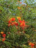 Caesalpinia pulcherrima