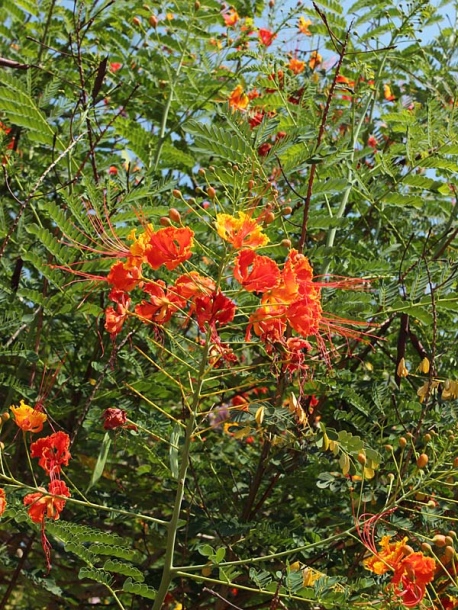 Изображение особи Caesalpinia pulcherrima.