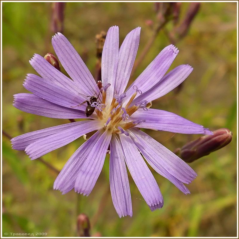 Image of Lactuca tatarica specimen.