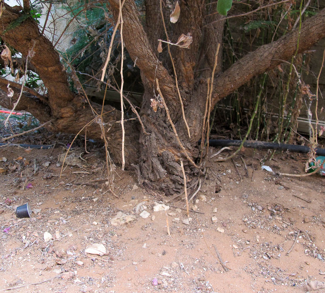 Image of Leucophyllum frutescens specimen.
