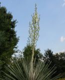 Yucca glauca