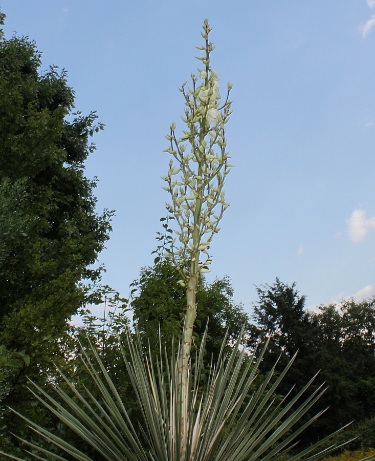 Изображение особи Yucca glauca.