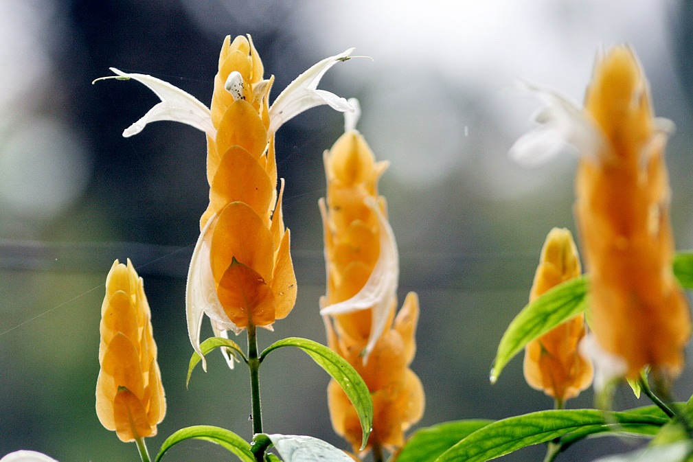 Image of Pachystachys lutea specimen.