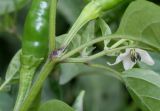 Capsicum annuum