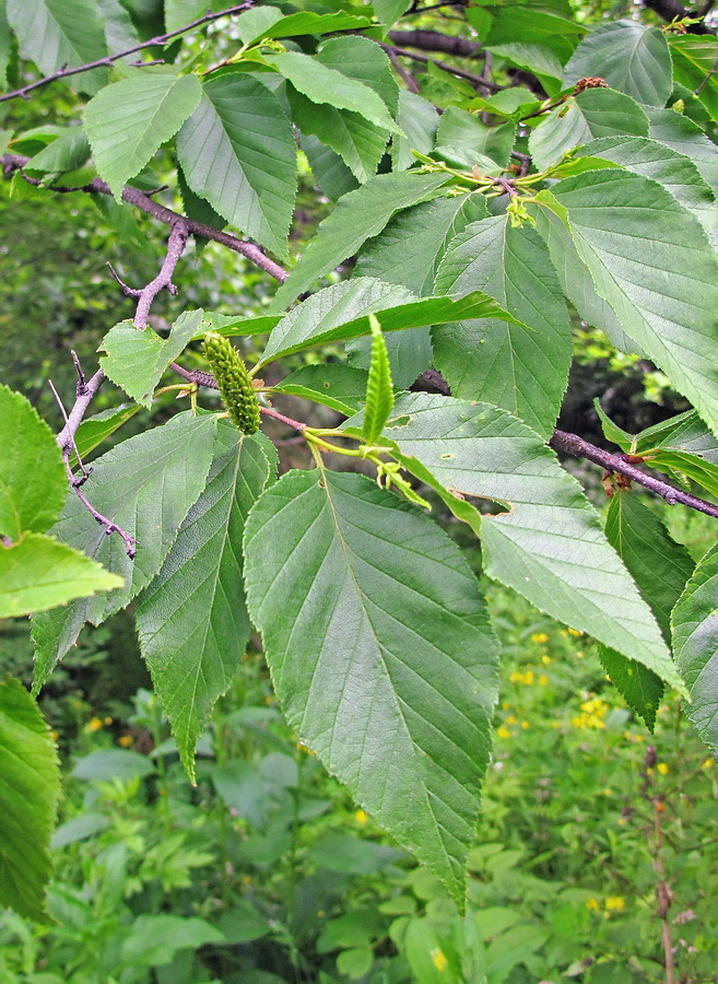 Изображение особи Betula dauurica.