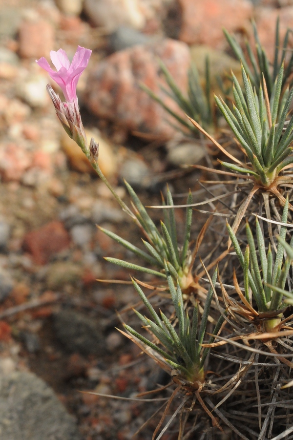 Image of Acantholimon alatavicum specimen.