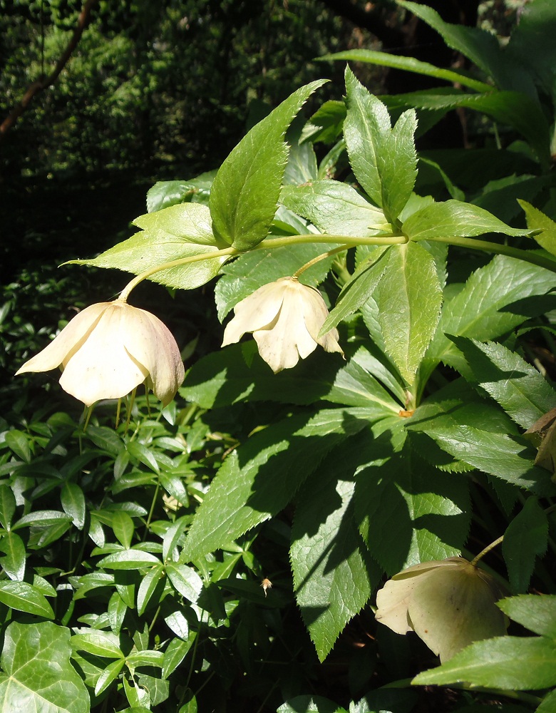 Image of Helleborus caucasicus specimen.