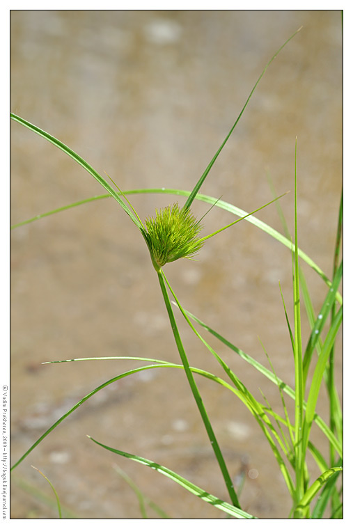 Изображение особи Carex bohemica.