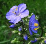 Polemonium caeruleum. Верхняя часть соцветия. Пермский край, окр. г. Кунгур, дорога Чусовой-Кунгур, травянистый луг с редким кустарником. 13.06.2013.