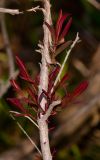 Melaleuca linariifolia