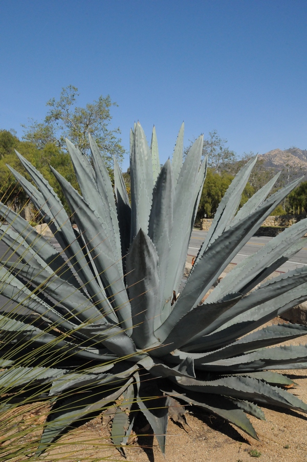 Изображение особи Agave americana.